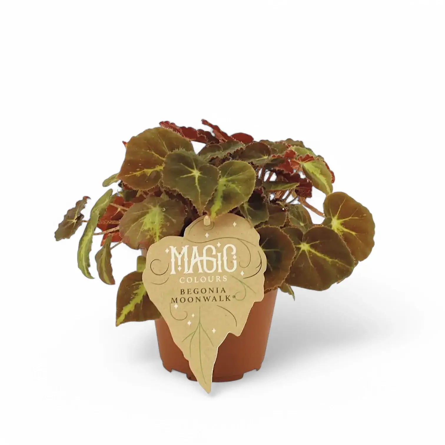 Begonia rex 'Moonwalk' potted houseplant in nursery pot on white background, product photo 2.