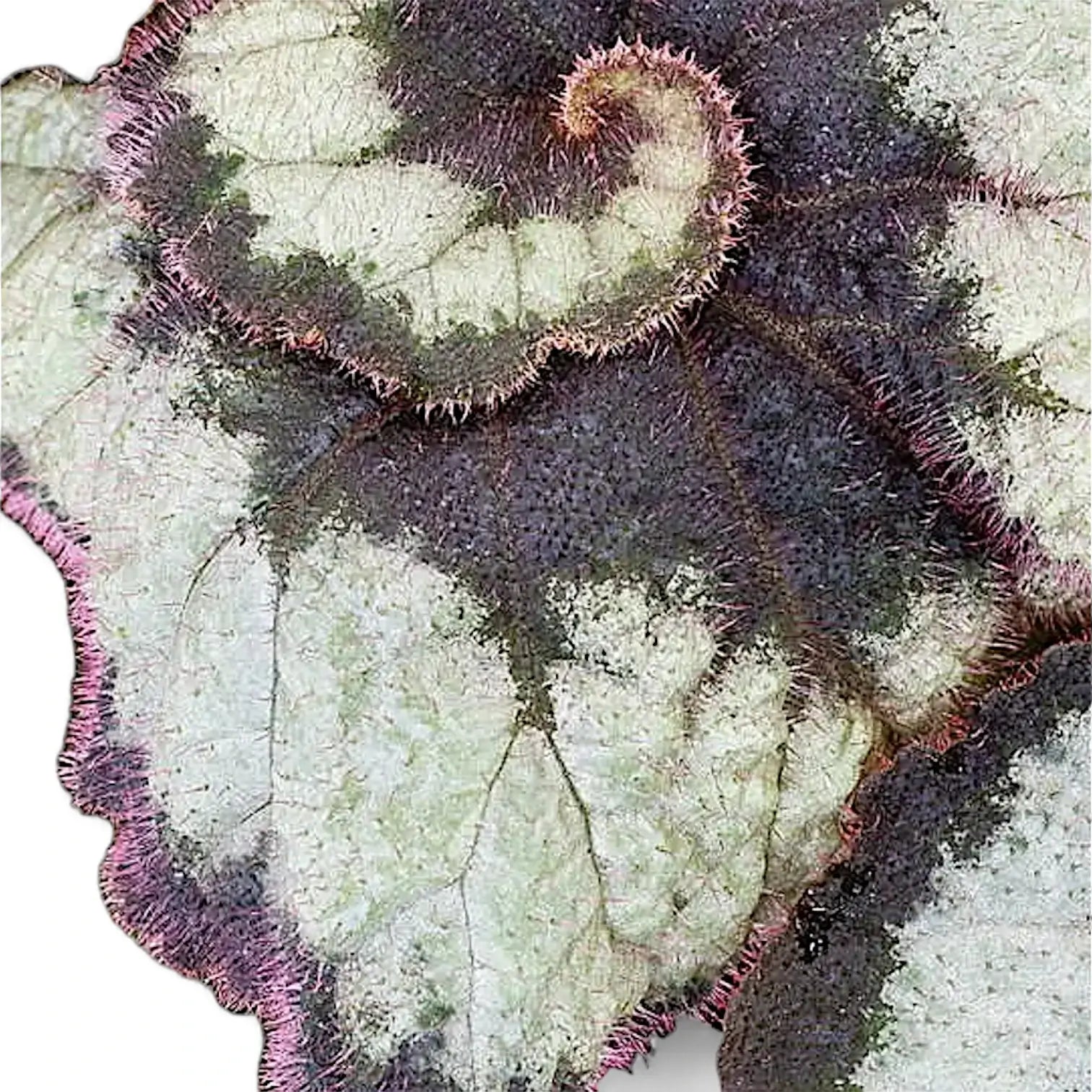 Begonia rex 'Princess Hanover' leaf close-up on white background.