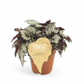Begonia rex 'Raindance' potted houseplant in nursery pot on white background, product photo 2.