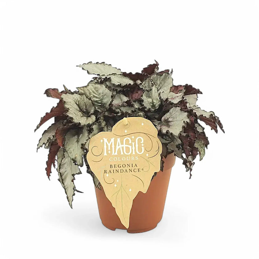Begonia rex 'Raindance' potted houseplant in nursery pot on white background, product photo 2.