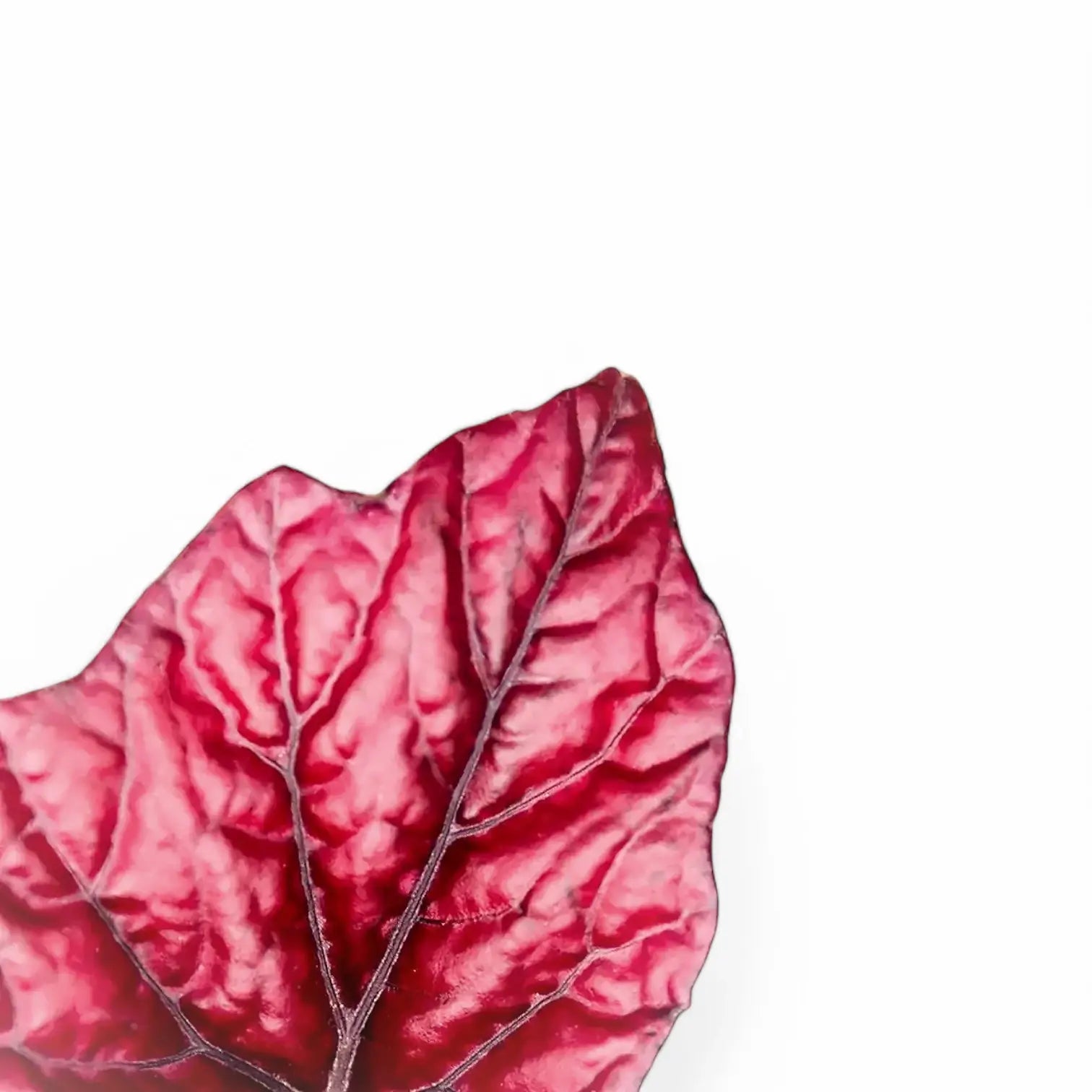 Begonia rex 'Red Bull' leaf close-up on white background.