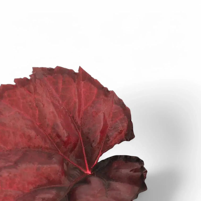 Begonia rex 'Red Heart' leaf close-up on white background.