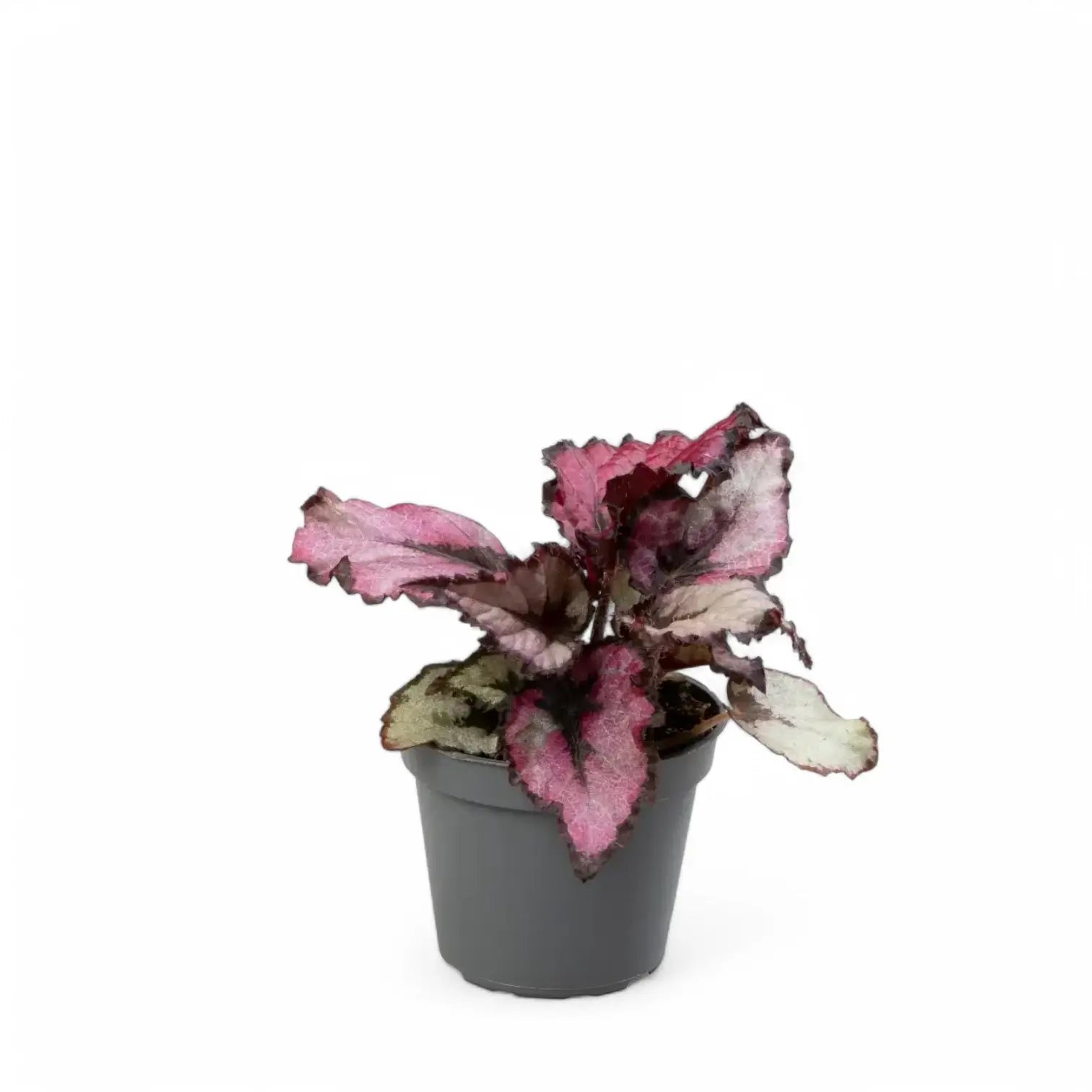 Begonia rex 'Red Heart' potted houseplant in nursery pot on white background, product photo 2.
