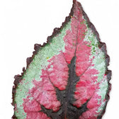 Begonia rex 'Red Tango' leaf close-up on white background.