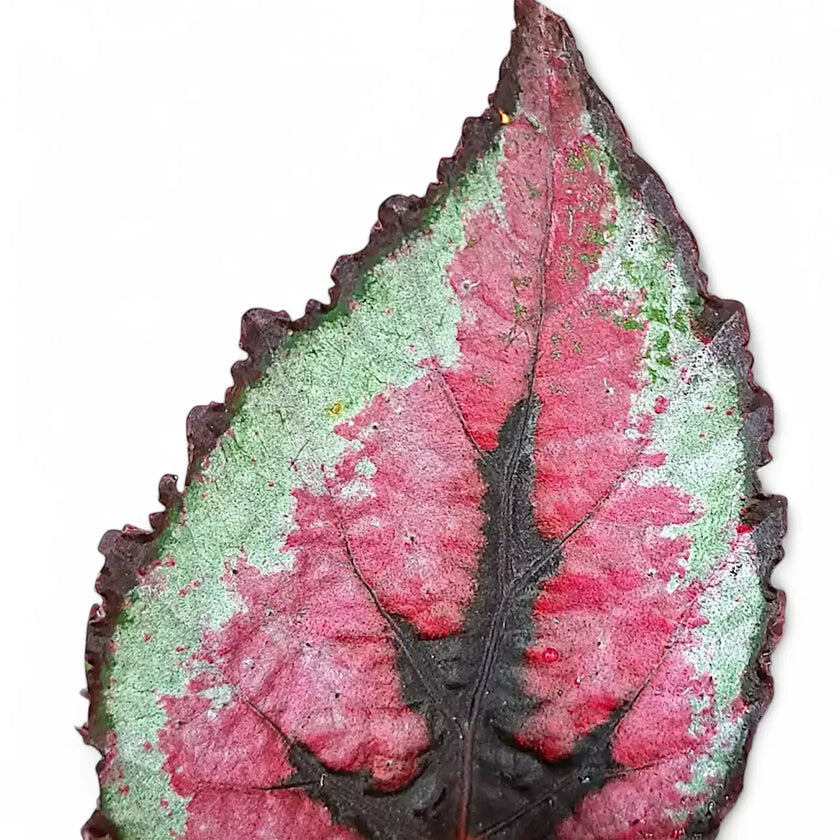 Begonia rex 'Red Tango' leaf close-up on white background.