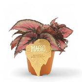 Begonia rex 'Red Tango' potted houseplant in nursery pot on white background, product photo 2.