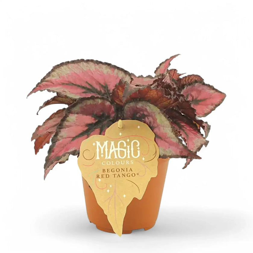 Begonia rex 'Red Tango' potted houseplant in nursery pot on white background, product photo 2.