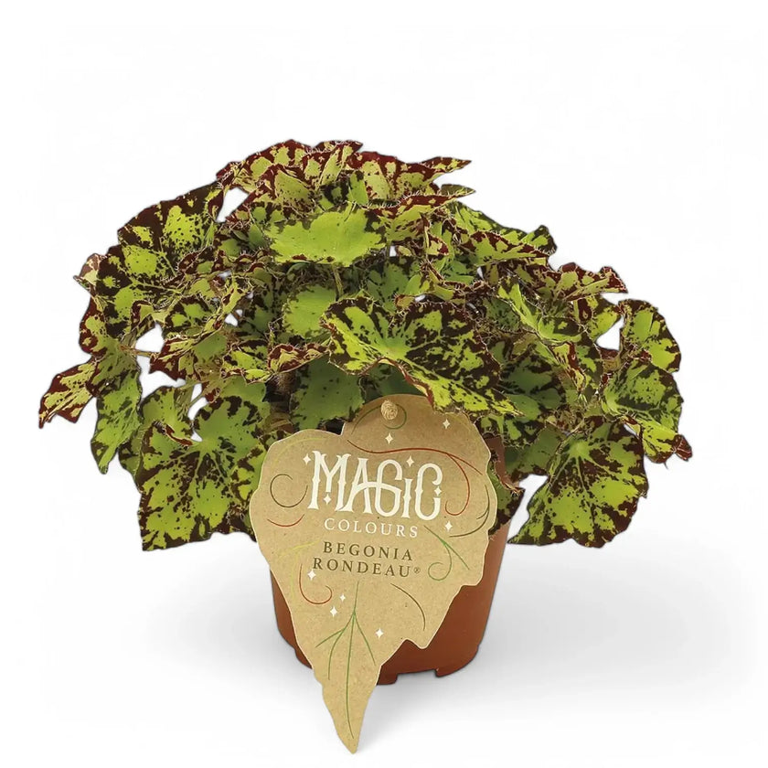 Begonia rex 'Rondeau' potted houseplant in nursery pot on white background, product photo 2.