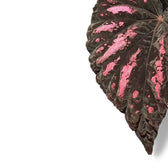 Begonia rex 'Rumba' leaf close-up on white background.