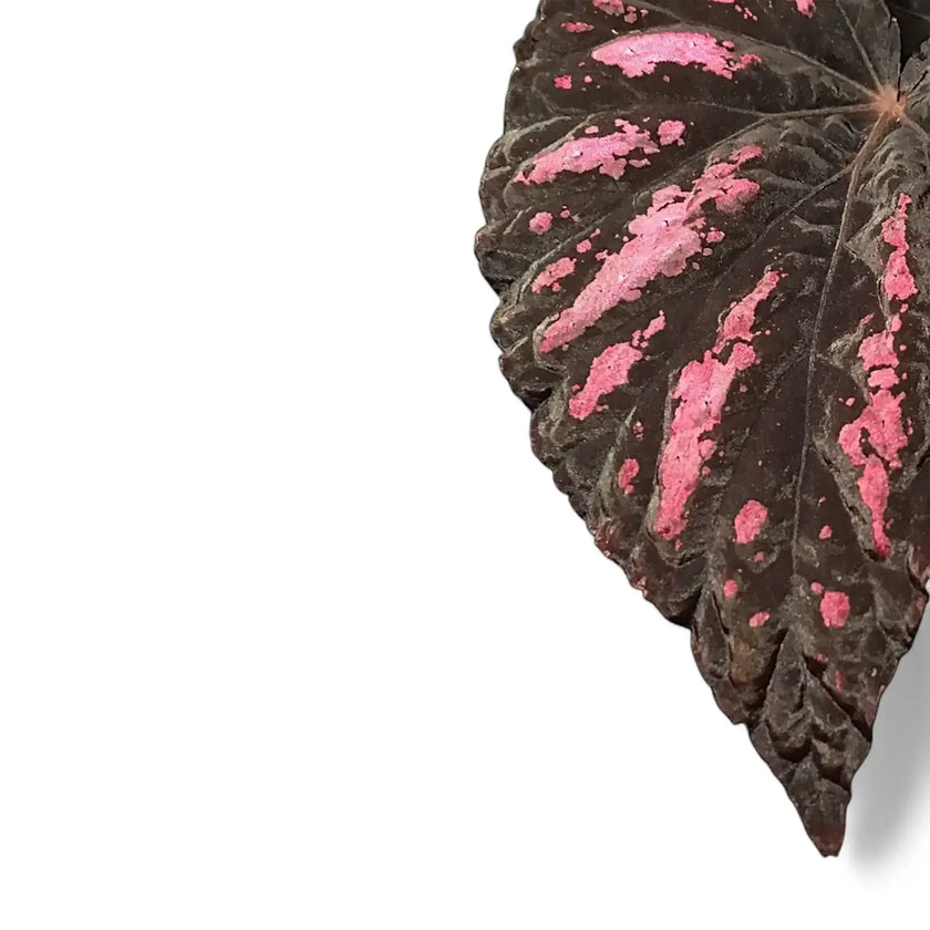 Begonia rex 'Rumba' leaf close-up on white background.