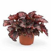 Begonia rex 'Rumba' potted houseplant in nursery pot on white background, product photo 2.