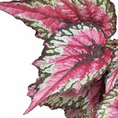Begonia rex 'Salsa' leaf close-up on white background.