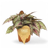 Begonia rex 'Salsa' potted houseplant in nursery pot on white background, product photo 2.