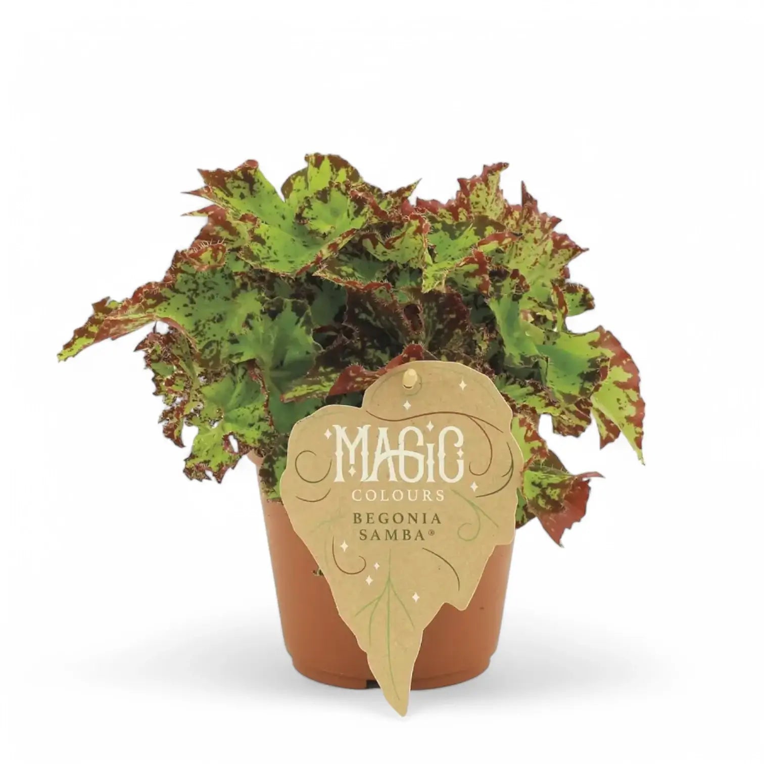 Begonia rex 'Samba' potted houseplant in nursery pot on white background, product photo 2.