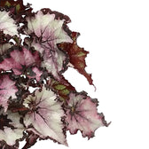 Begonia rex 'Sardanna' leaf close-up on white background.