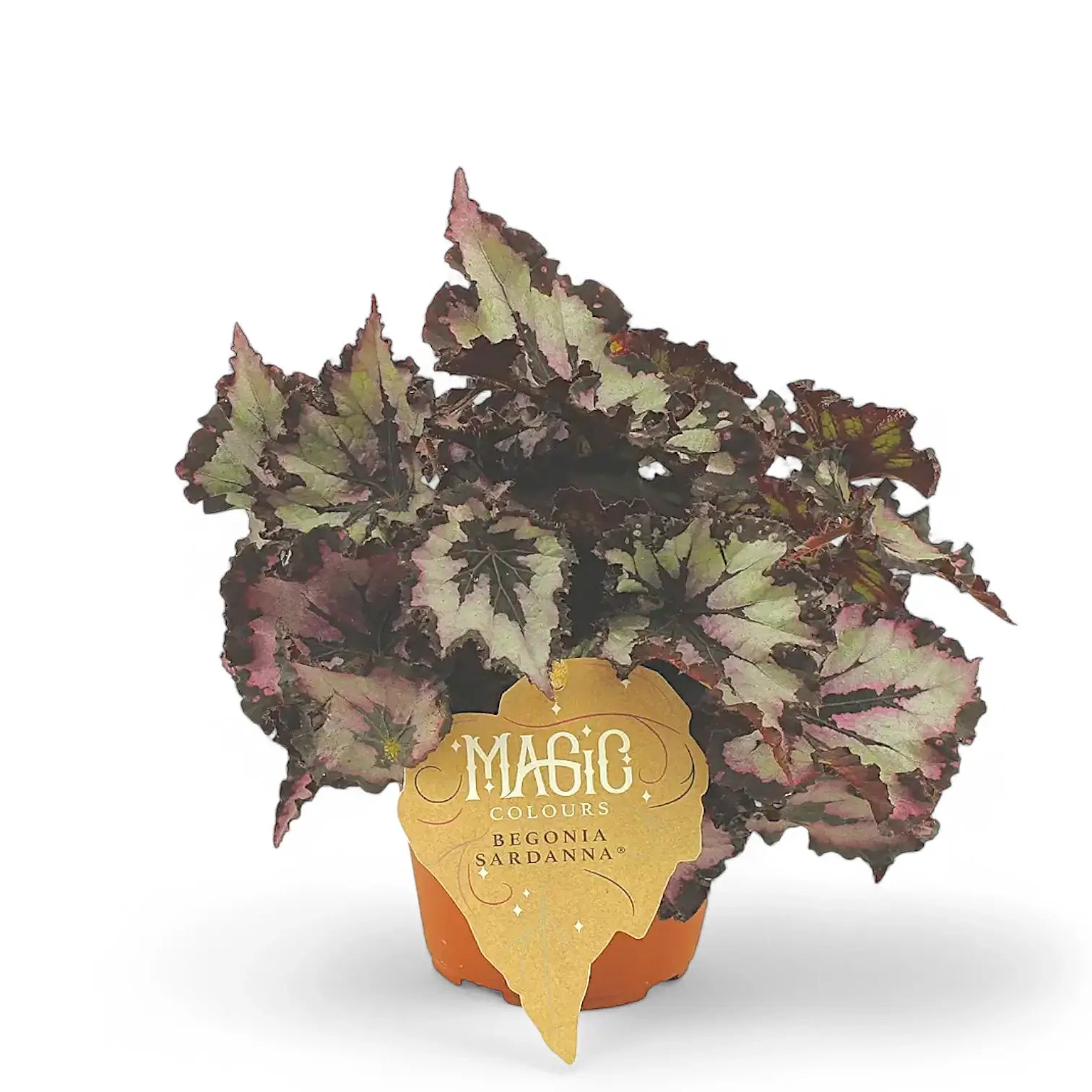 Begonia rex 'Sardanna' potted houseplant in nursery pot on white background, product photo 2.