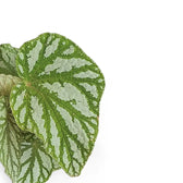 Begonia rex 'Tap Dance' leaf close-up on white background.