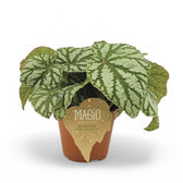 Begonia rex 'Tap Dance' potted houseplant in nursery pot on white background, product photo 2.