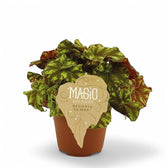 Begonia rex 'Zumba' potted houseplant in nursery pot on white background, product photo 2.