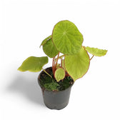 Begonia scapigera potted houseplant in nursery pot on white background, product photo 2.