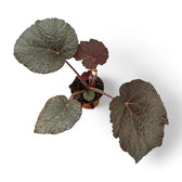 Begonia sp. U485 potted houseplant in nursery pot on white background, product photo 2.