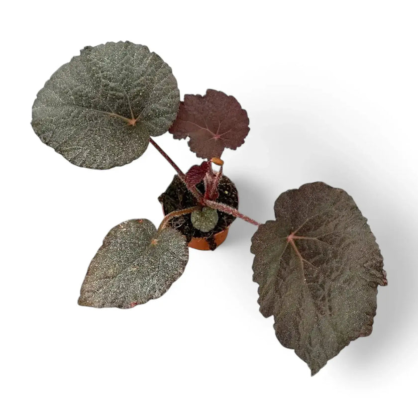 Begonia sp. U485 potted houseplant in nursery pot on white background, product photo 2.