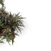 Begonia sp. U614 leaf close-up on white background.