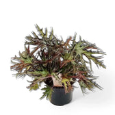 Begonia sp. U614 potted houseplant in nursery pot on white background, product photo 2.