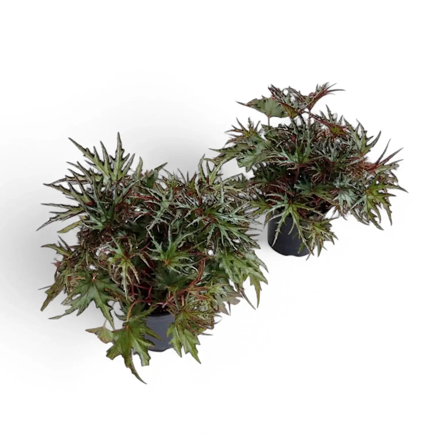 Begonia sp. U614 potted houseplant in nursery pot on white background, product photo 3.