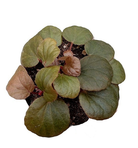 Begonia subnummularifolia potted houseplant in nursery pot on white background, product photo 2.