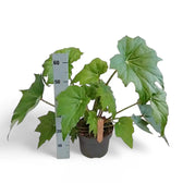 Begonia x ricinifolia ‘Immense’ Zimmerpflanze im Anzuchttopf vor weißem Hintergrund, Produktfoto 2.