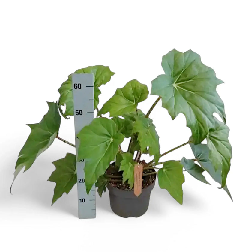 Begonia x ricinifolia ‘Immense’ potted houseplant in nursery pot on white background, product photo 2.