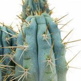 Browningia hertlingiana – Blattdetail vor weißem Hintergrund..