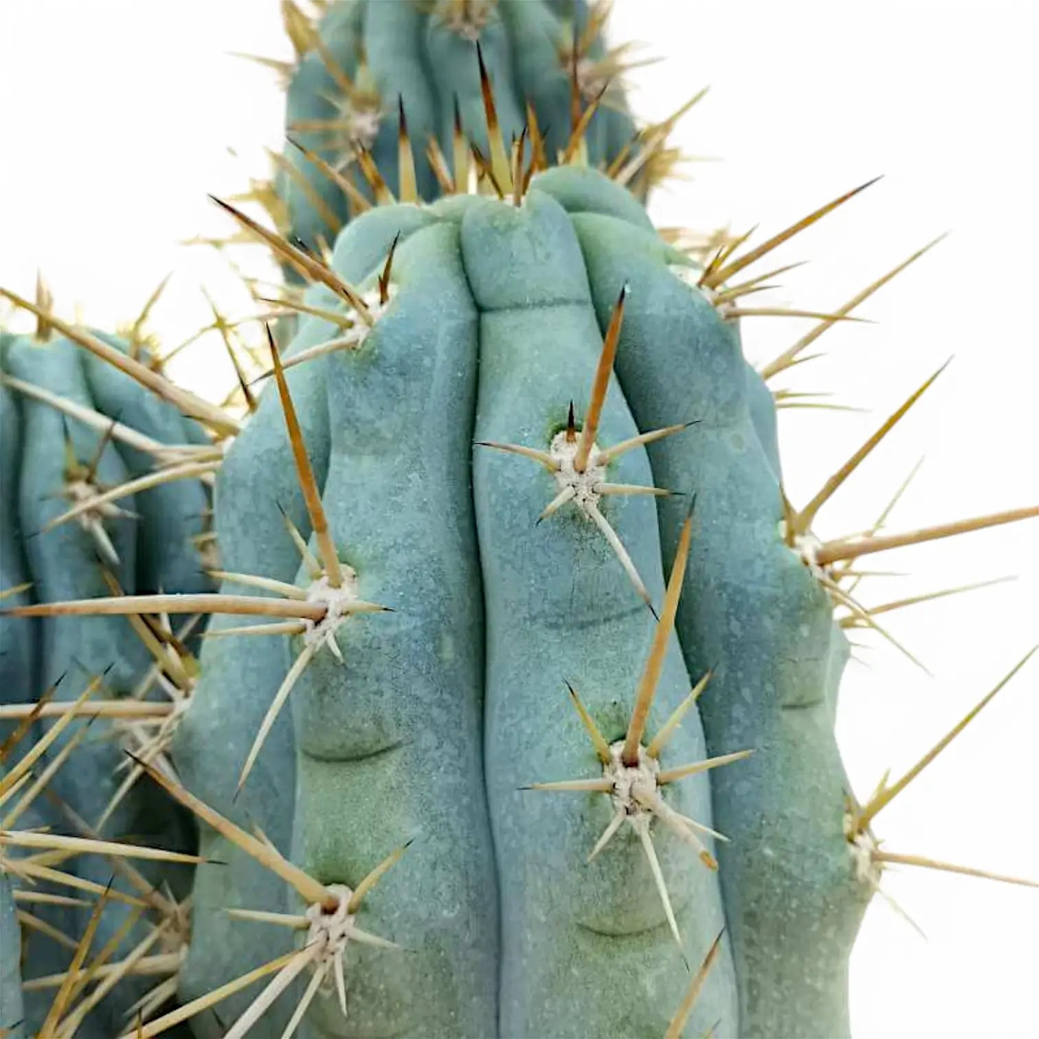 Browningia hertlingiana – Blattdetail vor weißem Hintergrund..