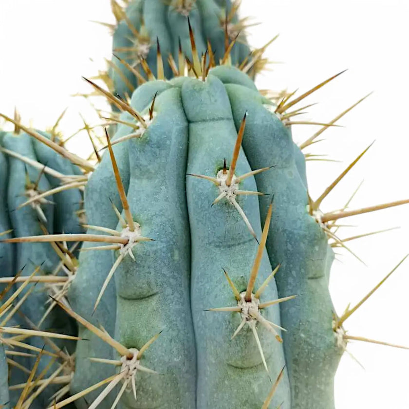 Browningia hertlingiana leaf close-up on white background.