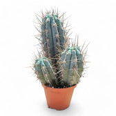 Browningia hertlingiana Zimmerpflanze im Anzuchttopf vor weißem Hintergrund, Produktfoto 2.