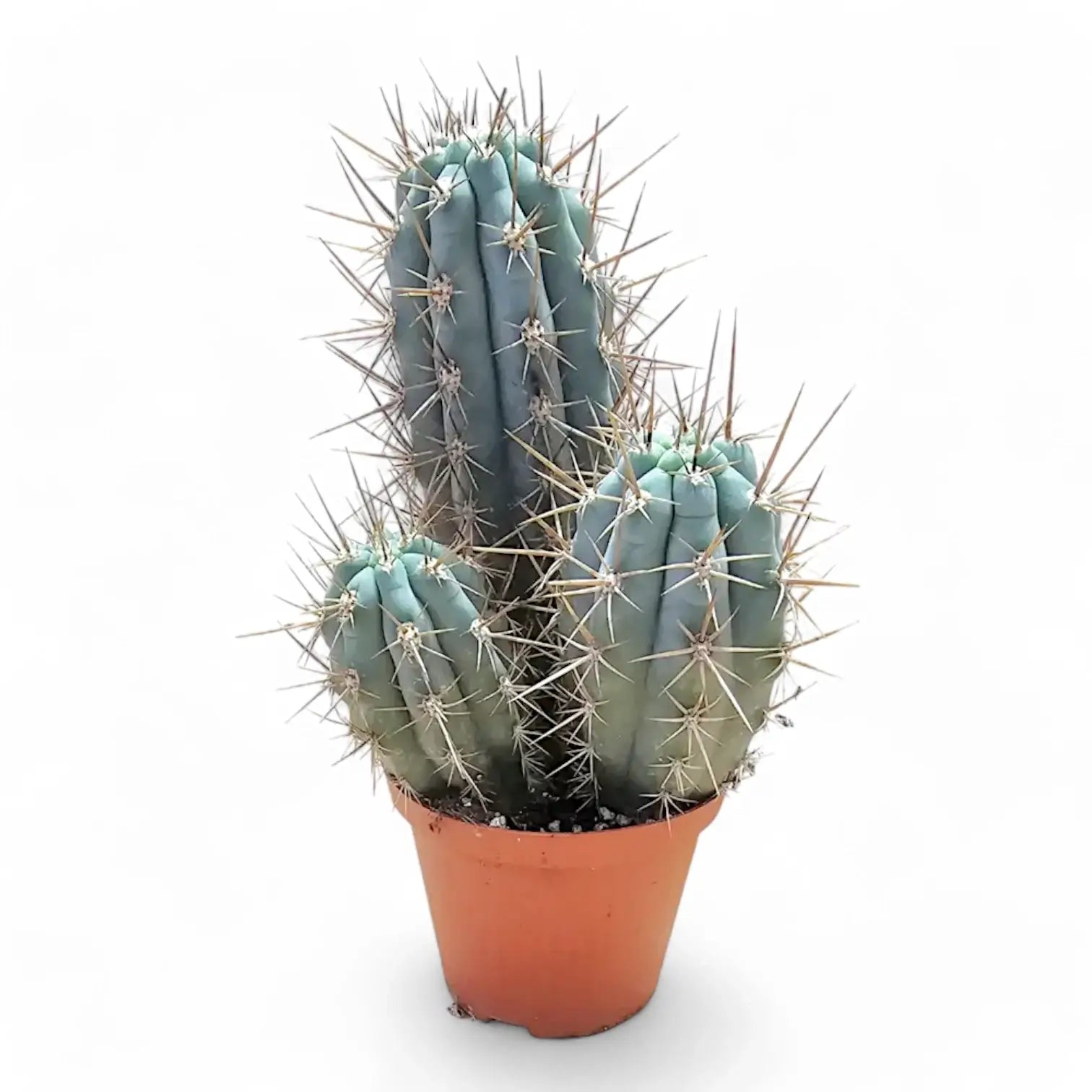 Browningia hertlingiana Zimmerpflanze im Anzuchttopf vor weißem Hintergrund, Produktfoto 2.