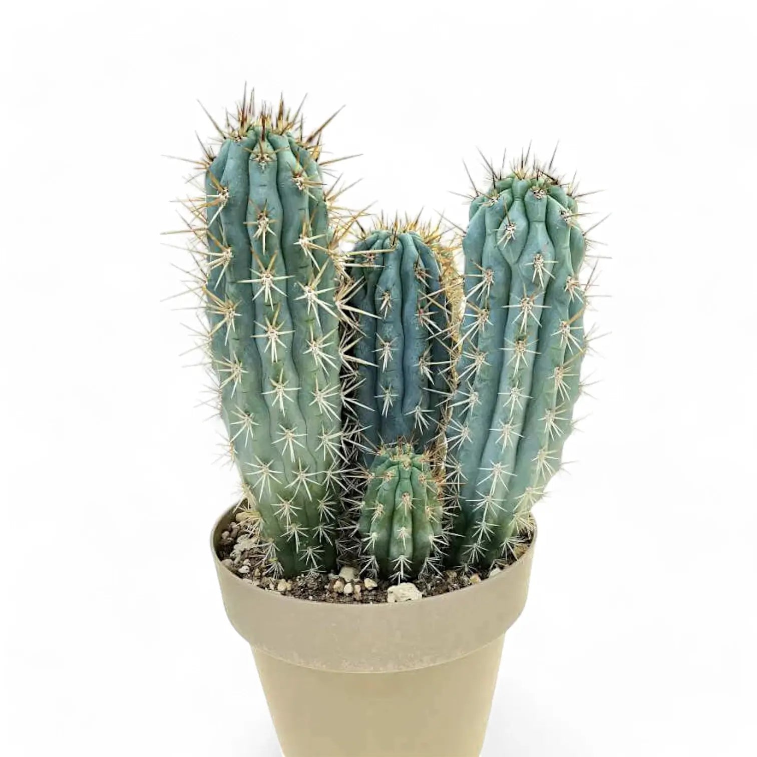 Browningia hertlingiana Zimmerpflanze im Anzuchttopf vor weißem Hintergrund, Produktfoto 3.