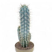 Browningia hertlingiana Zimmerpflanze im Anzuchttopf vor weißem Hintergrund, Produktfoto 4.