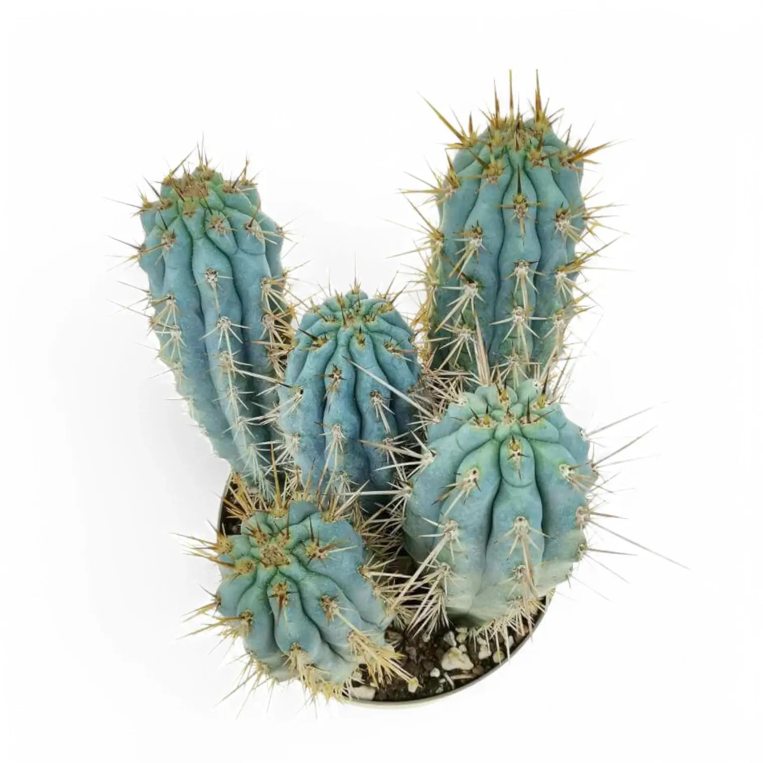 Browningia hertlingiana Zimmerpflanze im Anzuchttopf vor weißem Hintergrund, Produktfoto 5.