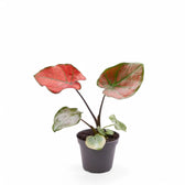Caladium bicolor 'Valentina' potted houseplant in nursery pot on white background, product photo 2.
