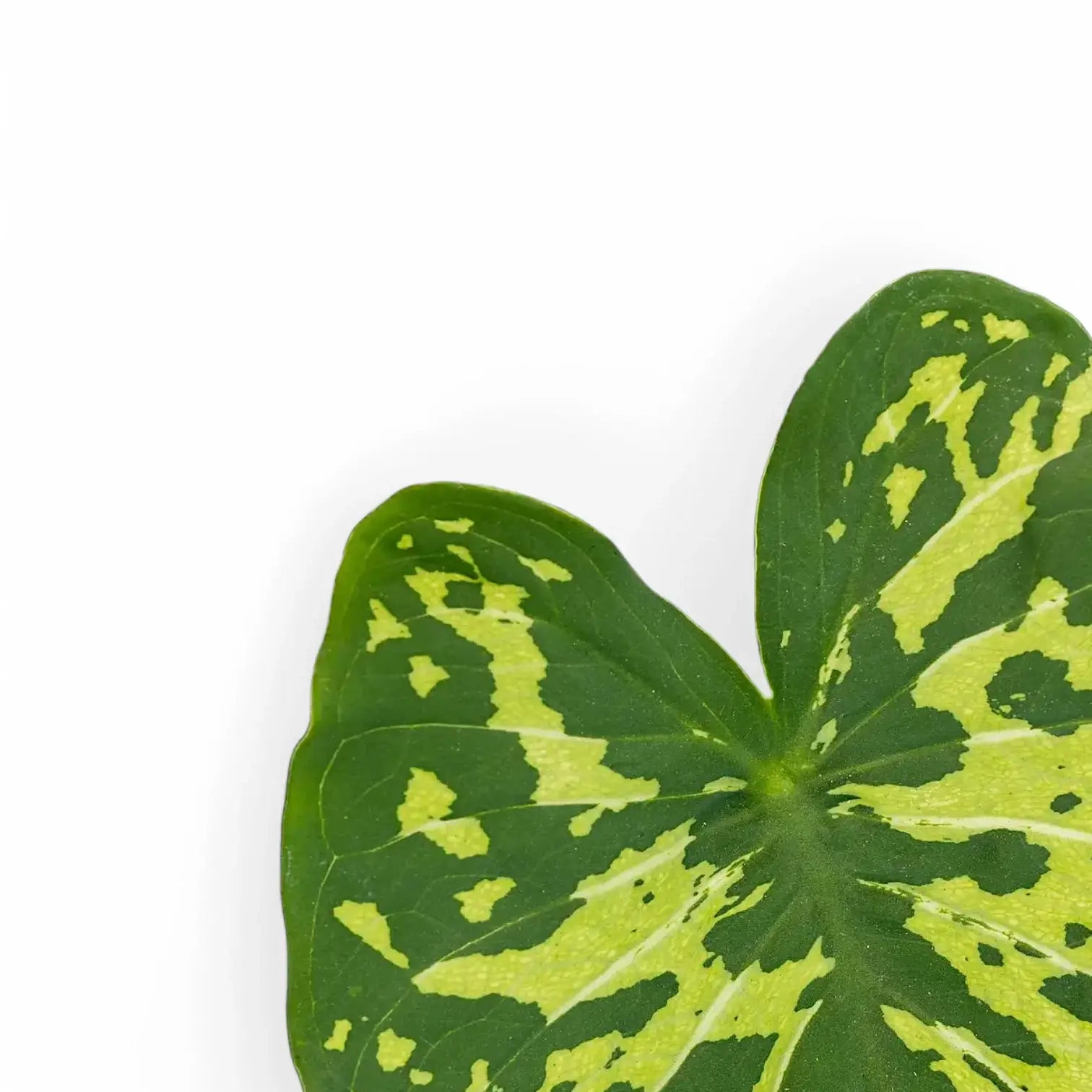 Caladium praetermissum ‘Hilo Beauty’ leaf close-up on white background.