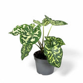 Caladium praetermissum ‘Hilo Beauty’ potted houseplant in nursery pot on white background, product photo 2.