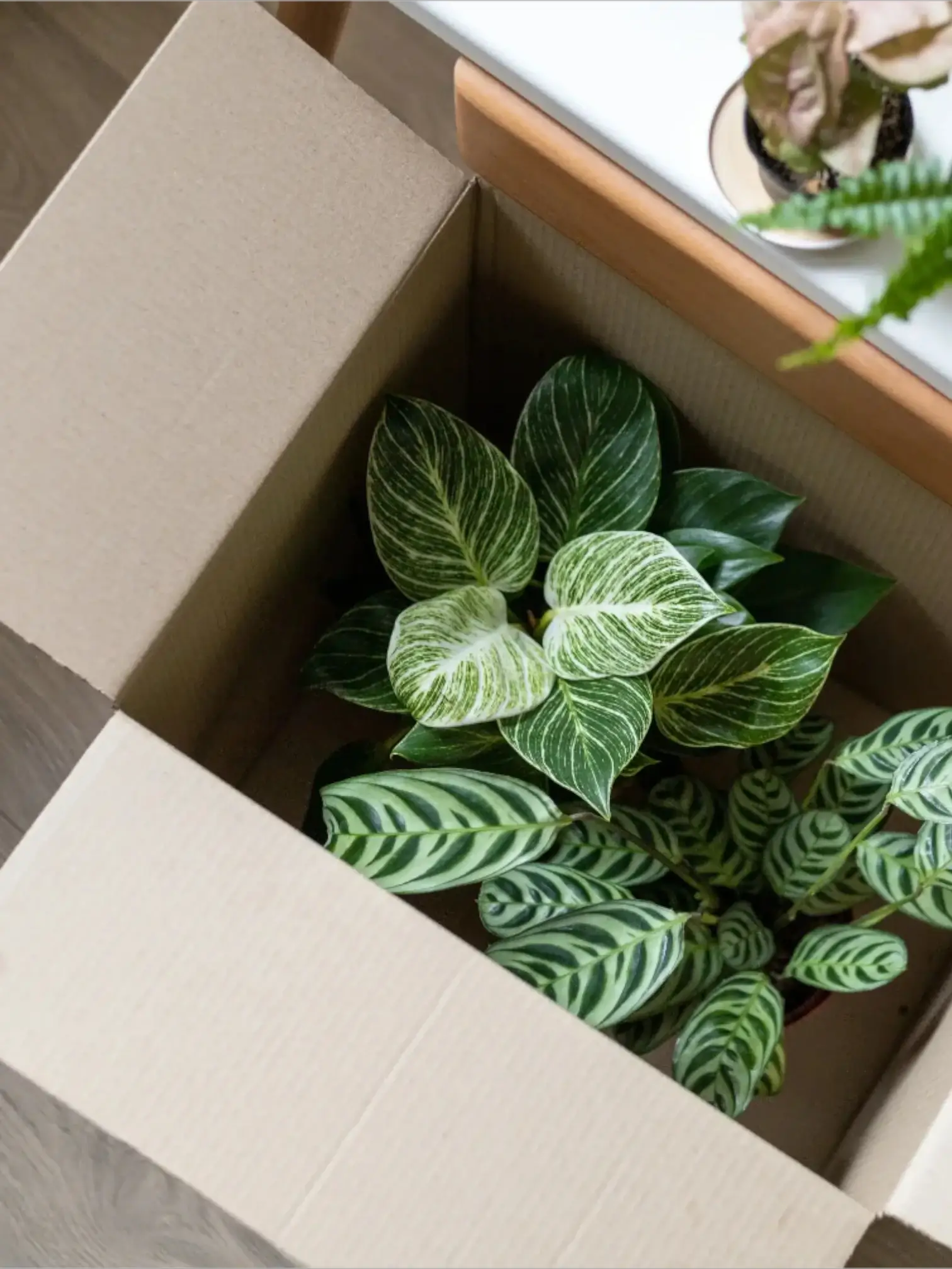 Topfpflanzen mit weiß-grünen Zeichnungen in einem offenen Karton
