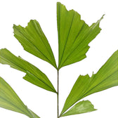 Caryota mitis – Blattdetail vor weißem Hintergrund..