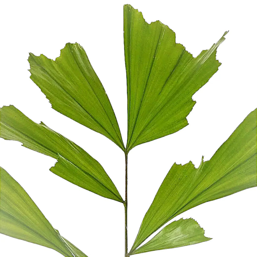 Caryota mitis leaf close-up on white background.