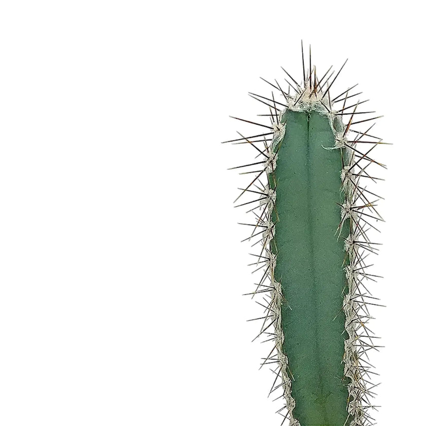 Cereus forbesii leaf close-up on white background.