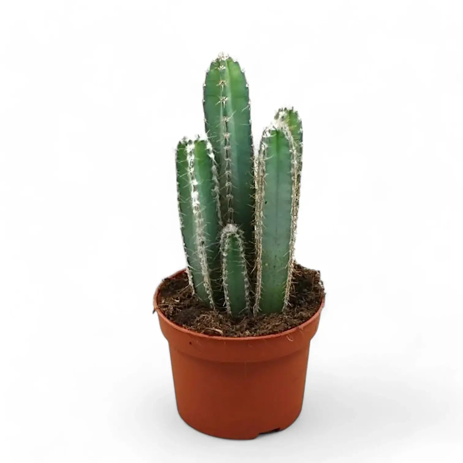 Cereus forbesii Zimmerpflanze im Anzuchttopf vor weißem Hintergrund, Produktfoto 3.