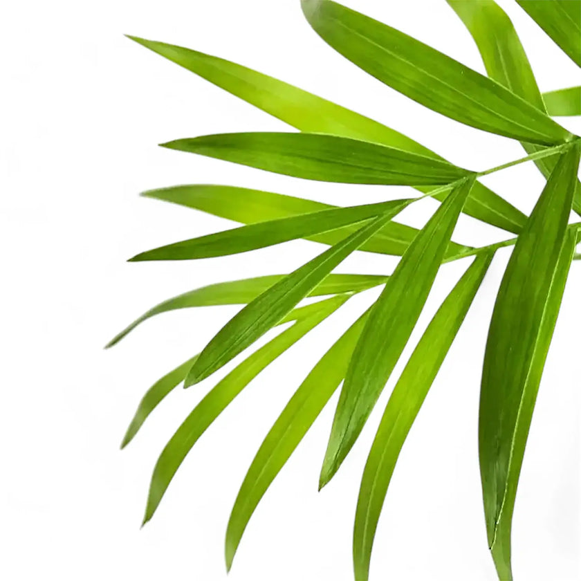 Chamaedorea elegans leaf close-up on white background.