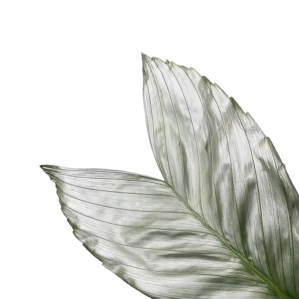 Chamaedorea metallica – Blattdetail vor weißem Hintergrund..